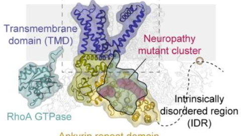 TRPV4 structure