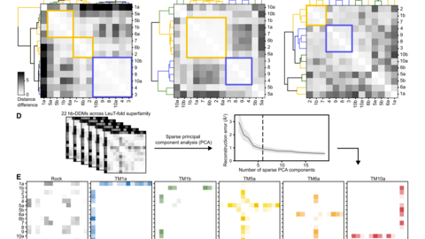Figure illustrating the statistical analyses of LeuT-fold protein distance difference matrices