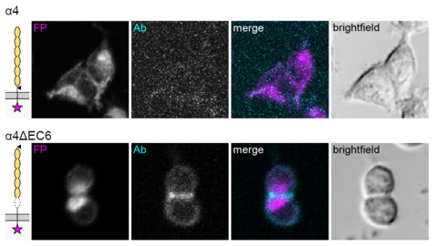 fluorescence microscopy images of clustered protocadherin-expressing cells