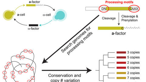 Current Biology article graphical abstract