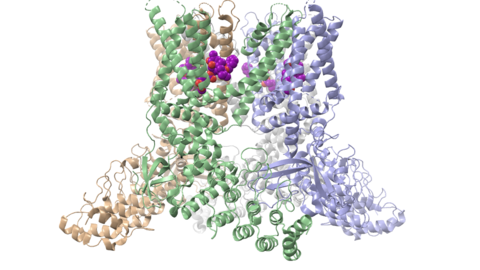 TRPV2 structure