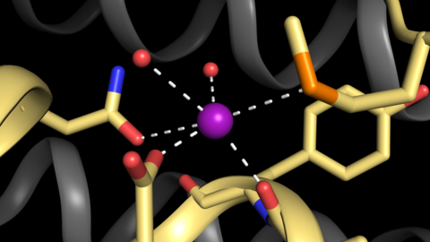 Mn2+ binding site on black background