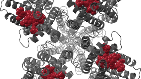 BmGr9 tetramer model