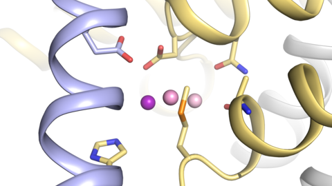 comparison of Mn2+ binding positions in different Nramps