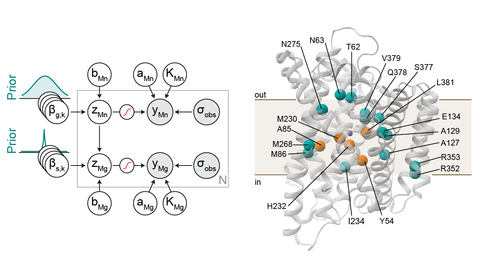 Model on the left, and identified specificity-driving residues mapped on the DraNramp structure on the right.