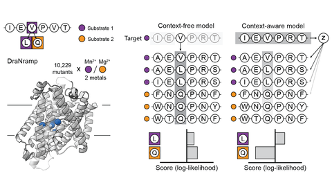 Cartoon representing how results from a mutational library of DraNramp are predicted by context-free and context-aware sequence models