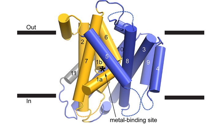 cartoon representation of an Nramp transporter