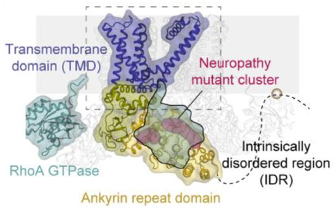 TRPV4 structure