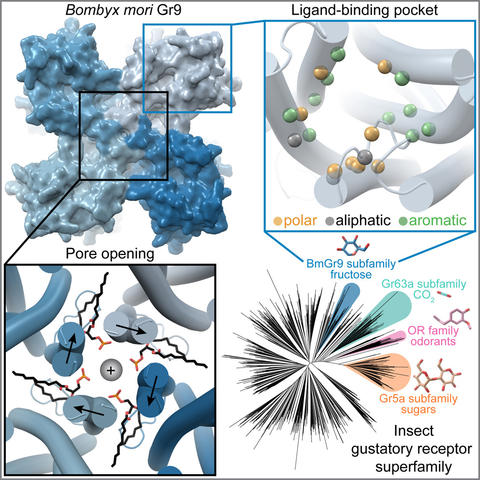 Graphical abstract for the Cell Reports publication describing the BmGr9 structure