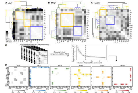Figure illustrating the statistical analyses of LeuT-fold protein distance difference matrices