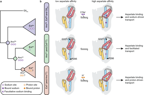 Evolution of ion coupling in glutamate transporters