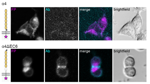 fluorescence microscopy images of clustered protocadherin-expressing cells